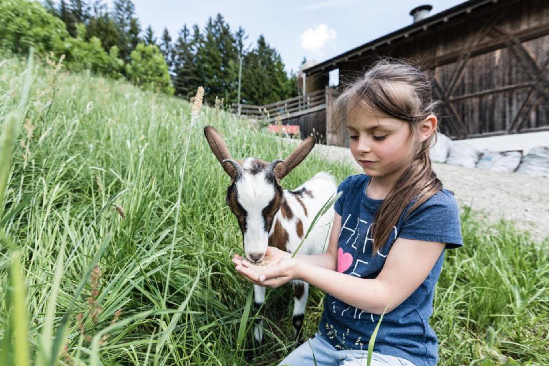 Agriturismo Dolomiti Agriturismo attivo con animali da fattoria in Trentino