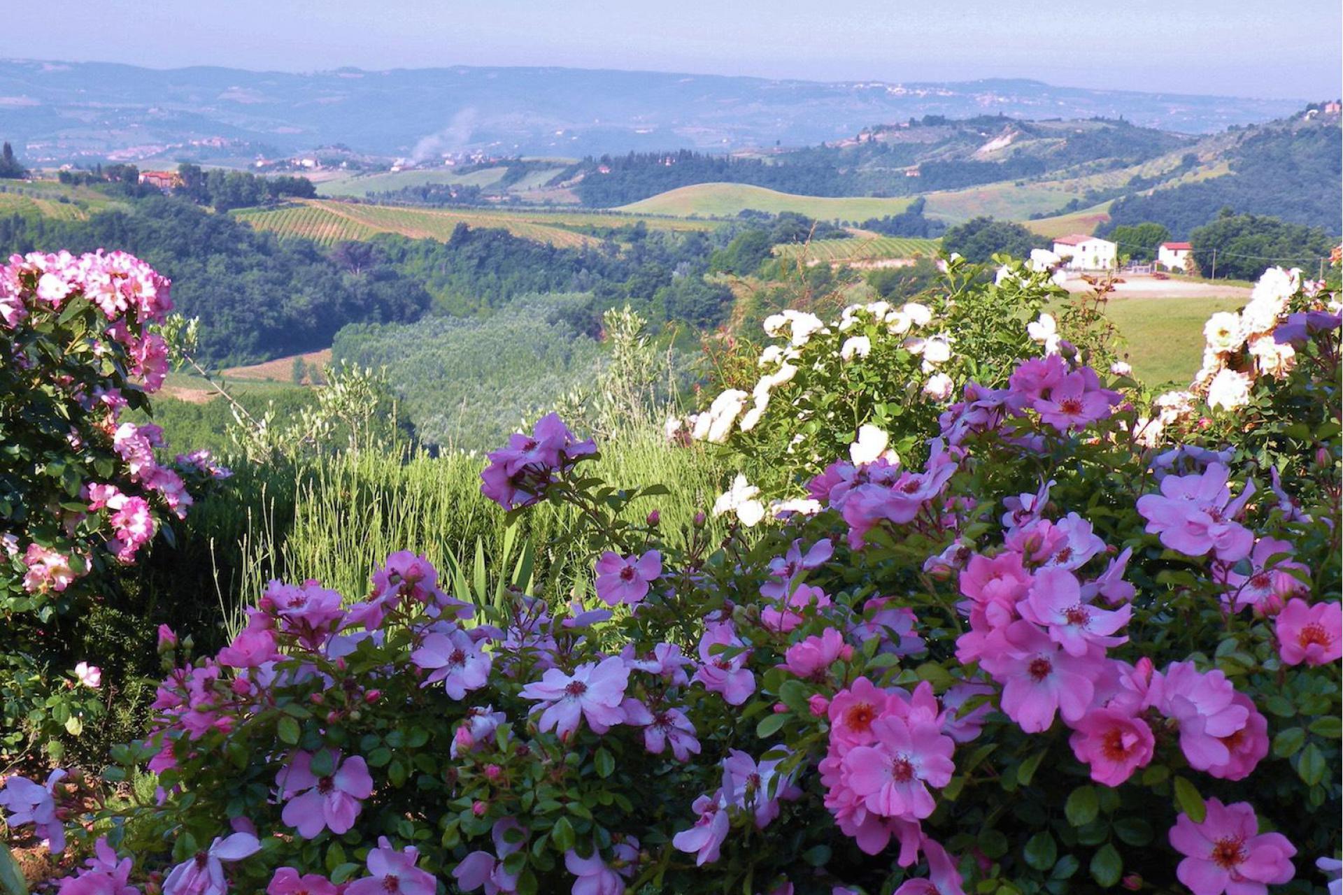 Agriturismo Toscana Agriturismo Toscana in uliveto con vista mozzafiato