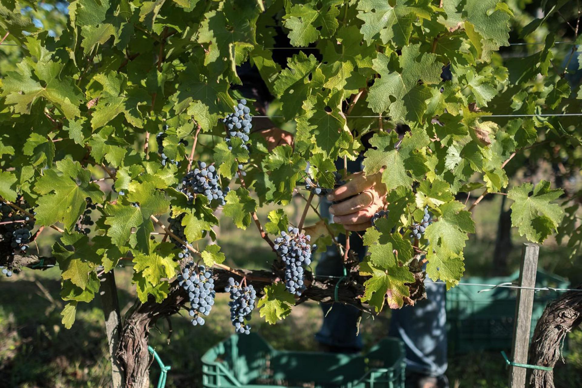 Splendida fattoria vitivinicola con cantina