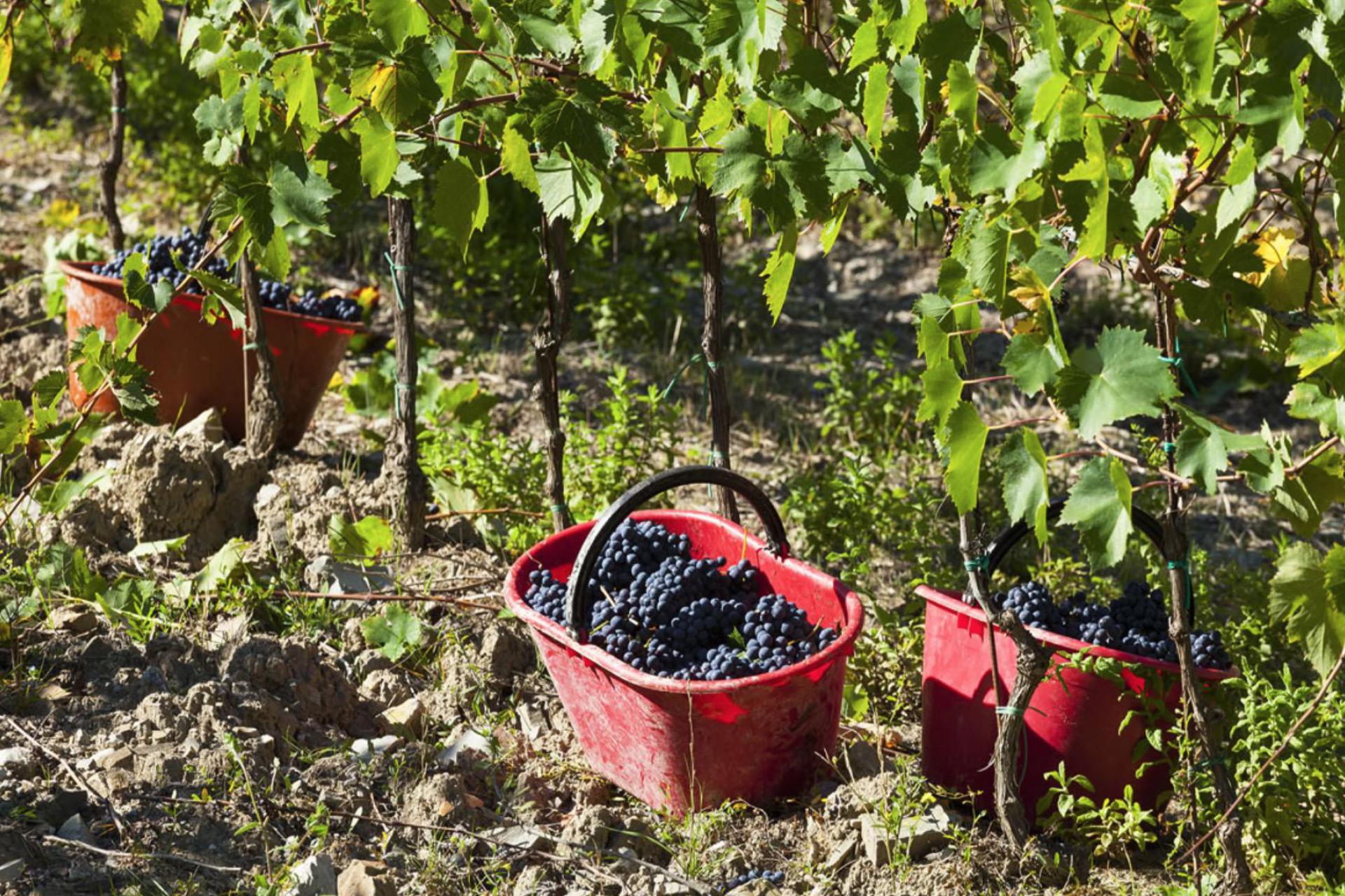 Agriturismo tra vigneti vicino a Firenze, Toscana