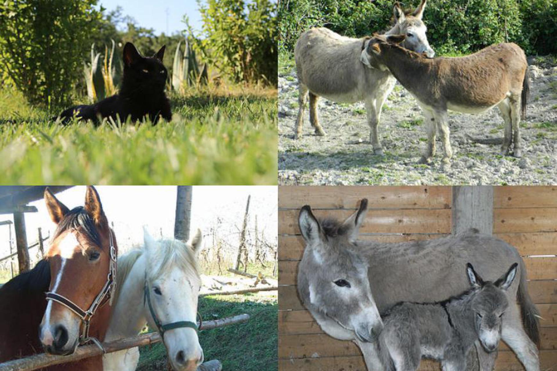 Fattoria biologica con numerosi animali