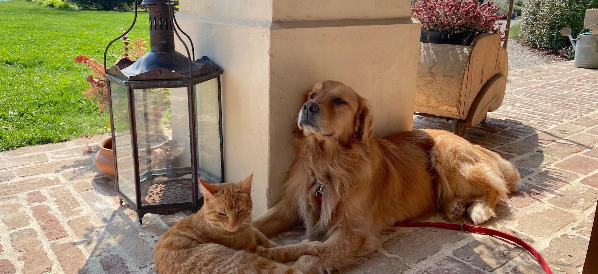 Agriturismo Veneto Affascinante bed & breakfast nel cuore del Veneto