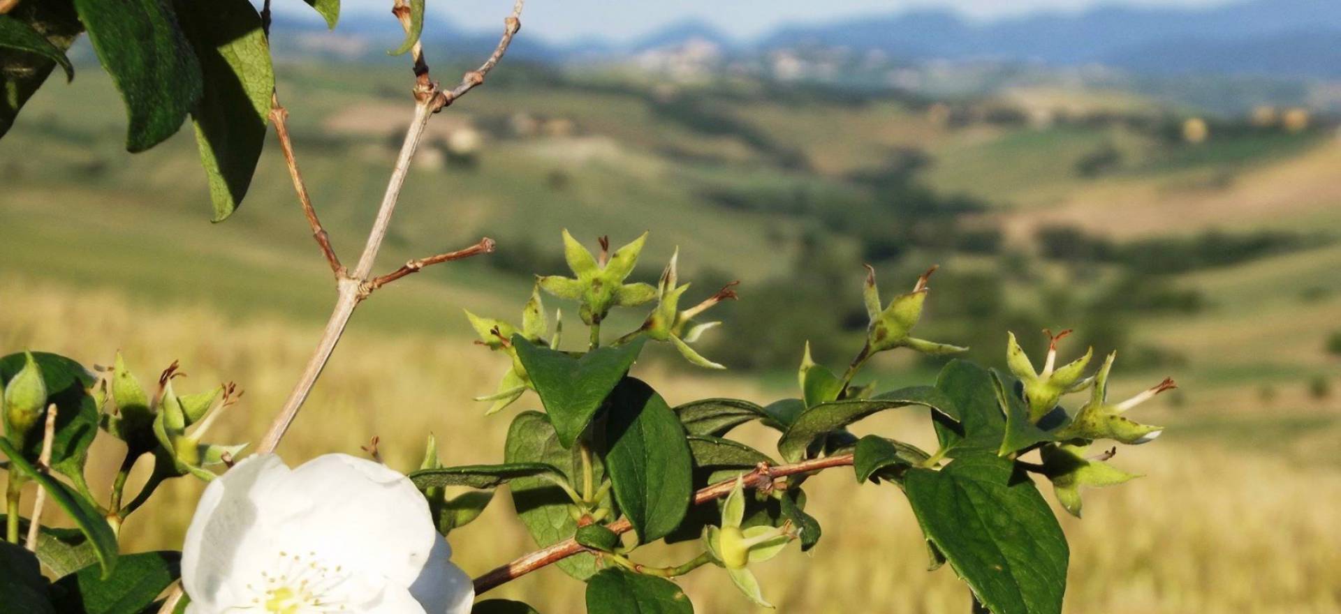 Agriturismo Marche Agriturismo Marche, camere belle e accoglienti