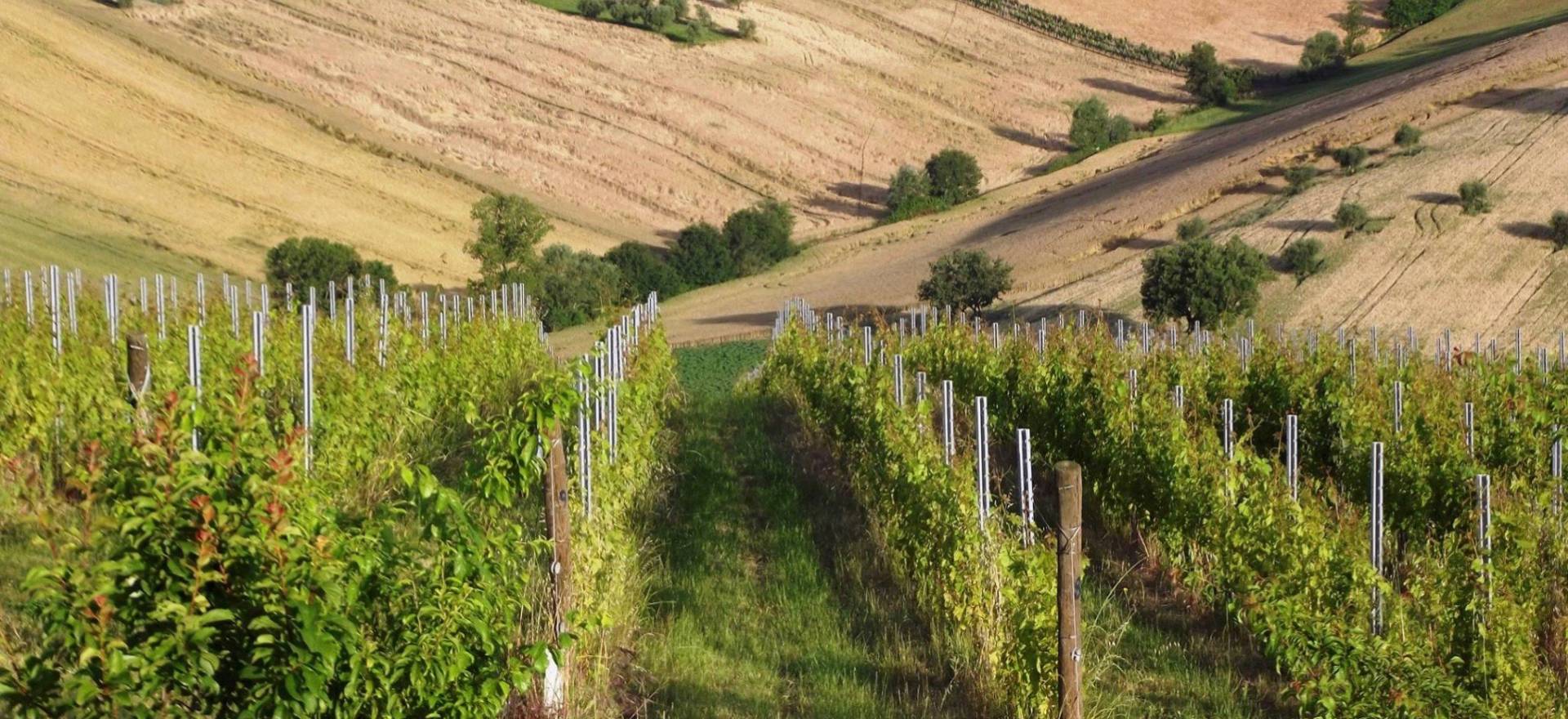 Agriturismo Marche Agriturismo Marche, camere belle e accoglienti