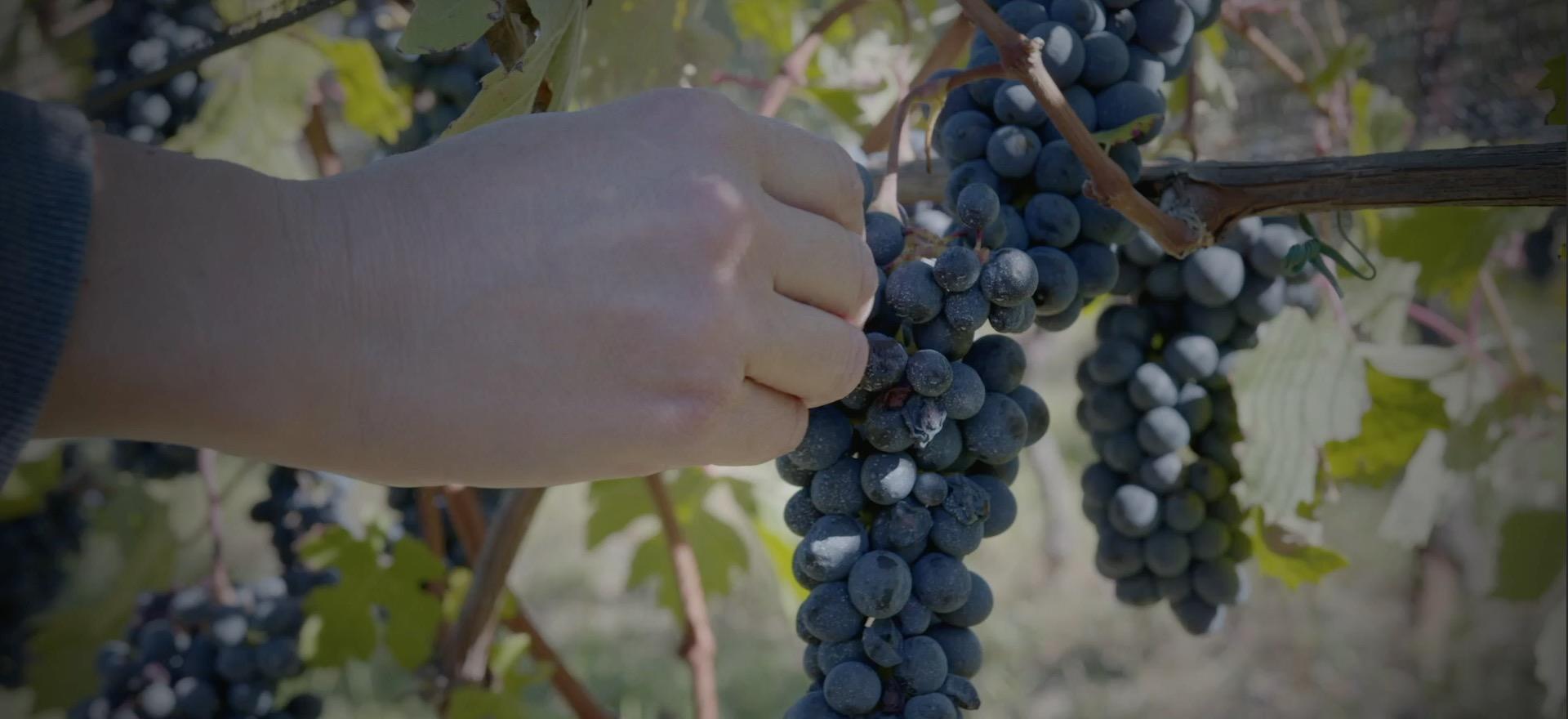 Agriturismo Piemonte Agriturismo Piemonte con grandi vini e ristorante
