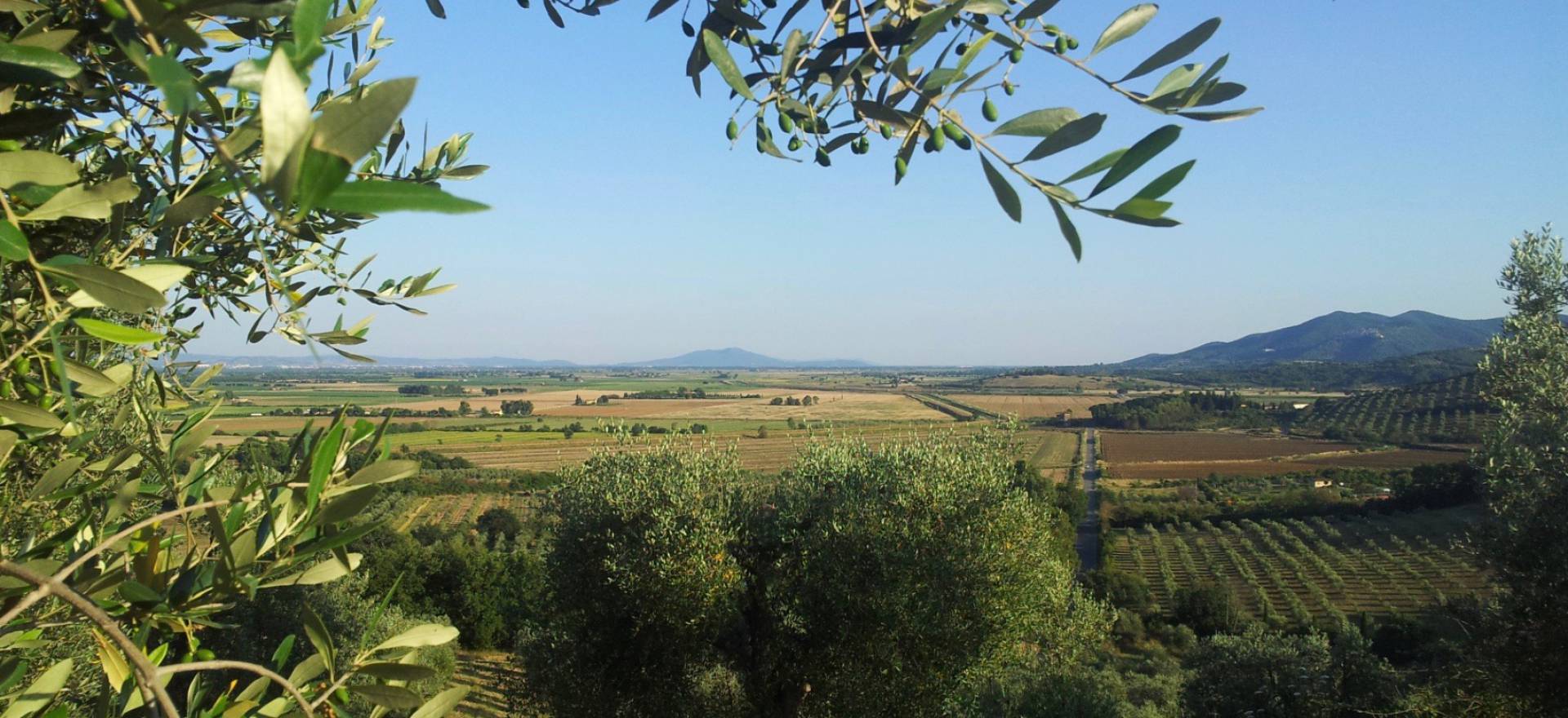 Agriturismo Toscana Agriturismo tranquillo tra olivi vicino al mare, Toscana