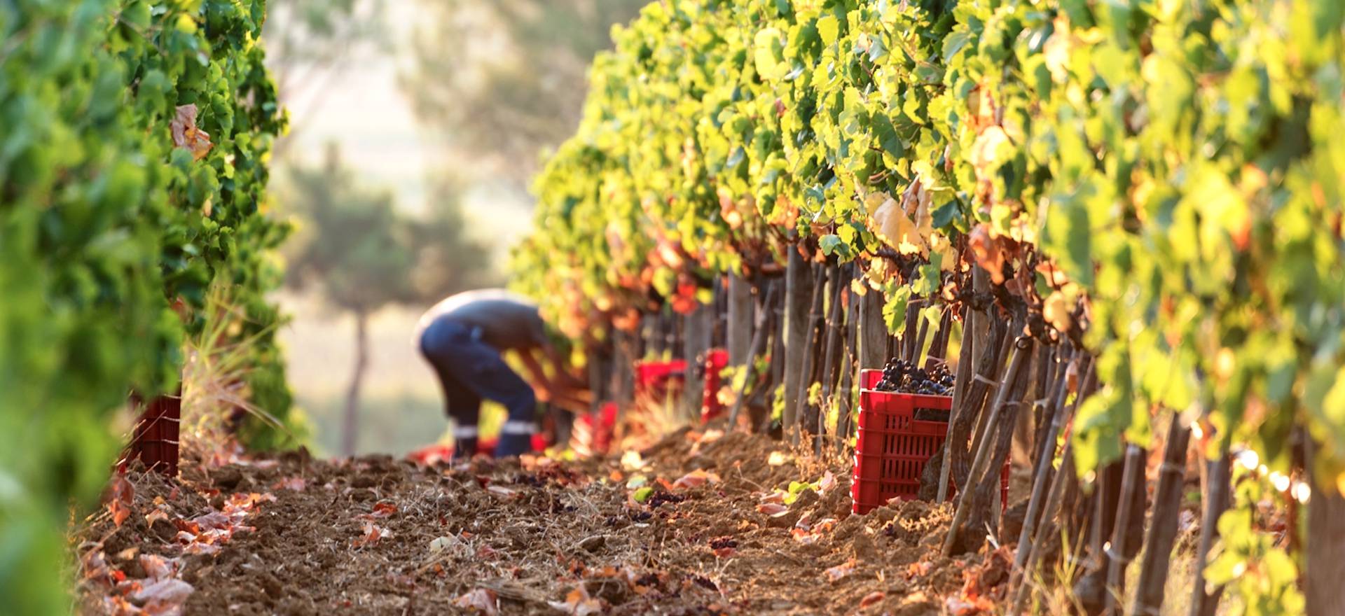 Agriturismo Toscana Glamping Toscana in agriturismo a 2 km dal mare