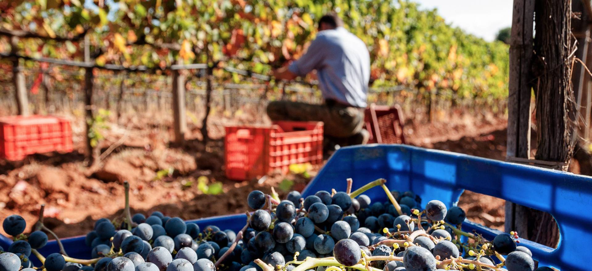 Agriturismo Toscana Glamping Toscana in agriturismo a 2 km dal mare