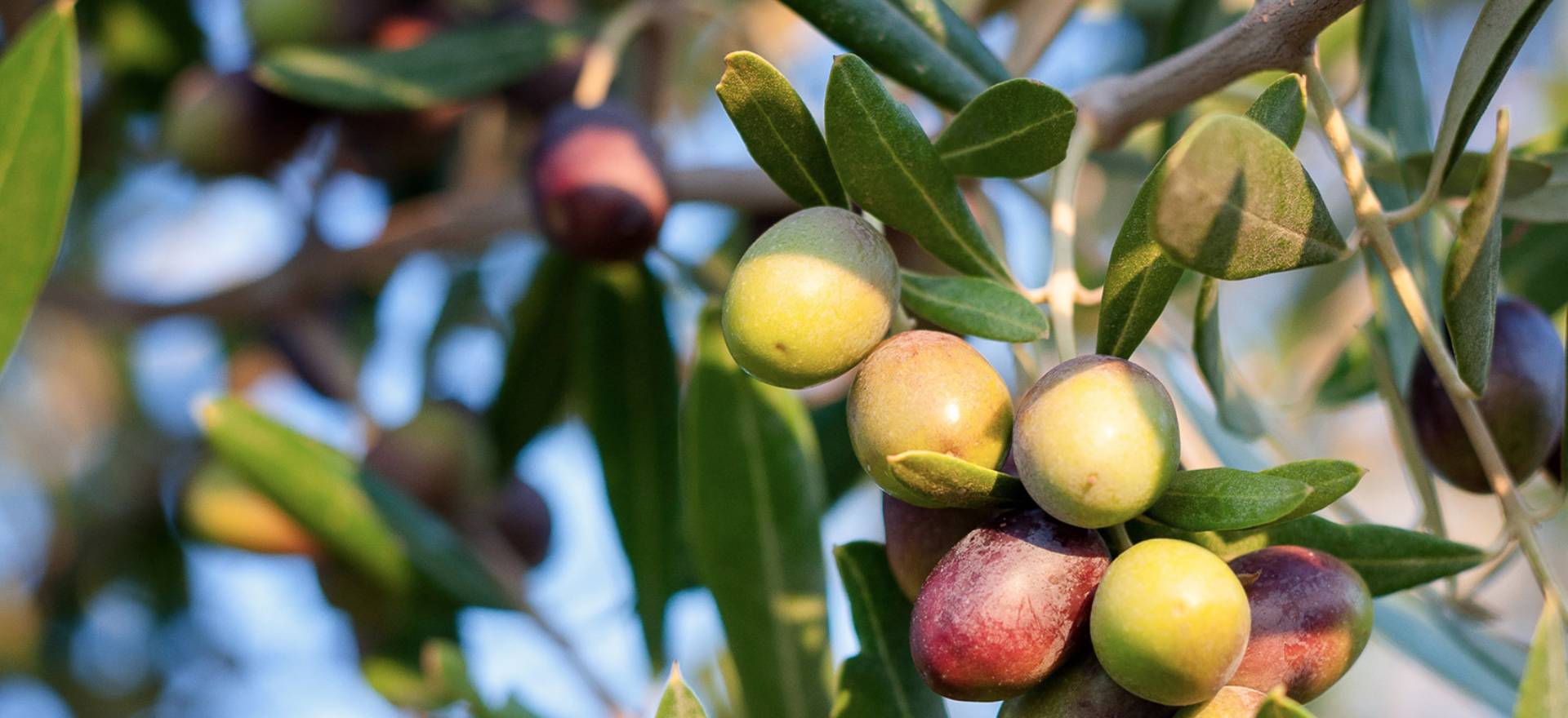 Agriturismo Toscana Glamping Toscana in agriturismo a 2 km dal mare