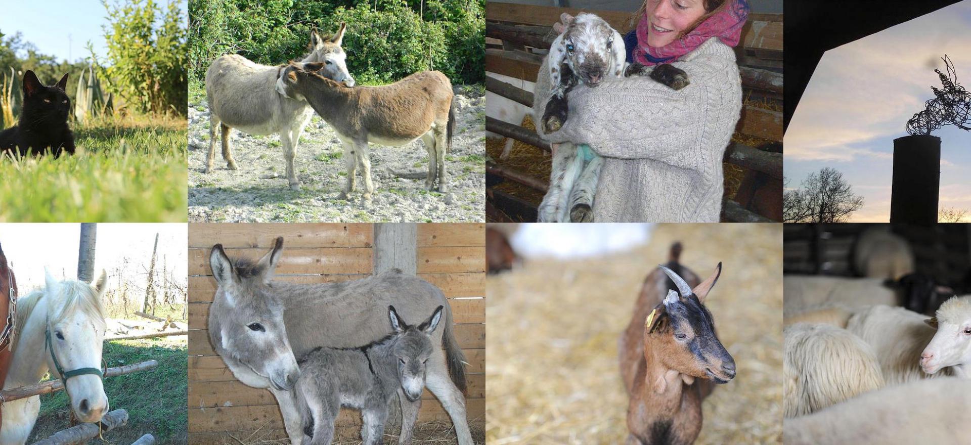 Agriturismo Toscana Piccola fattoria biologica nelle colline toscane