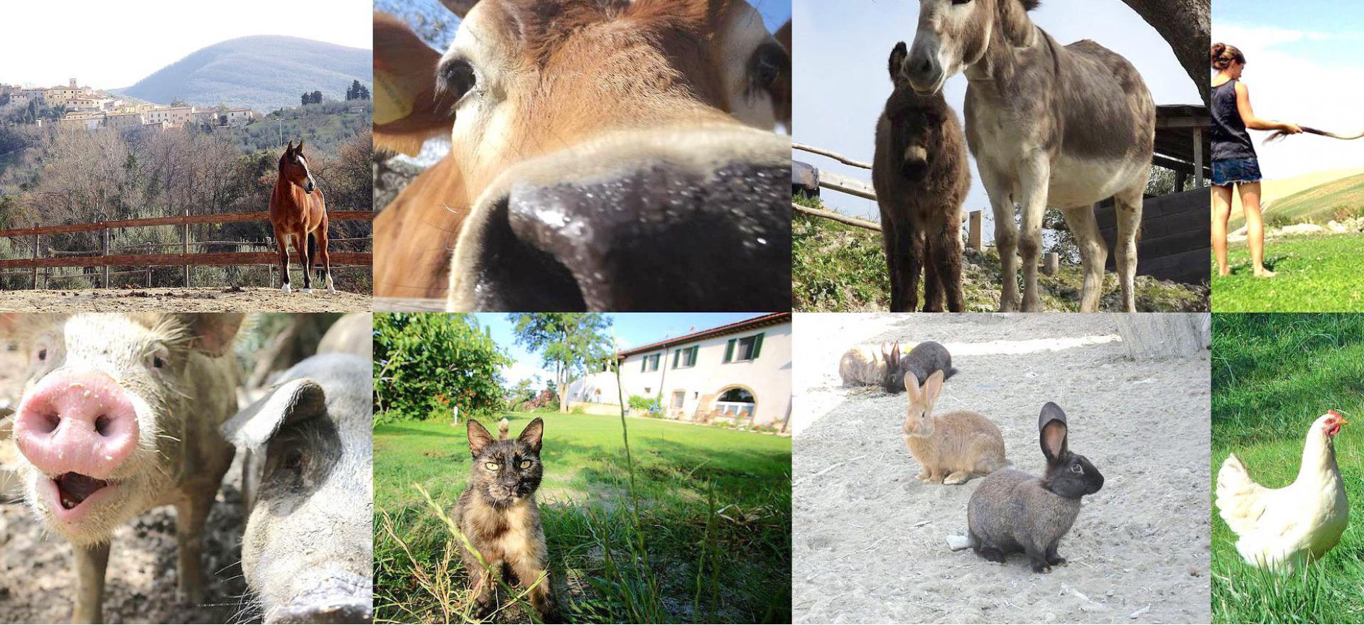 Agriturismo Toscana Piccola fattoria biologica nelle colline toscane