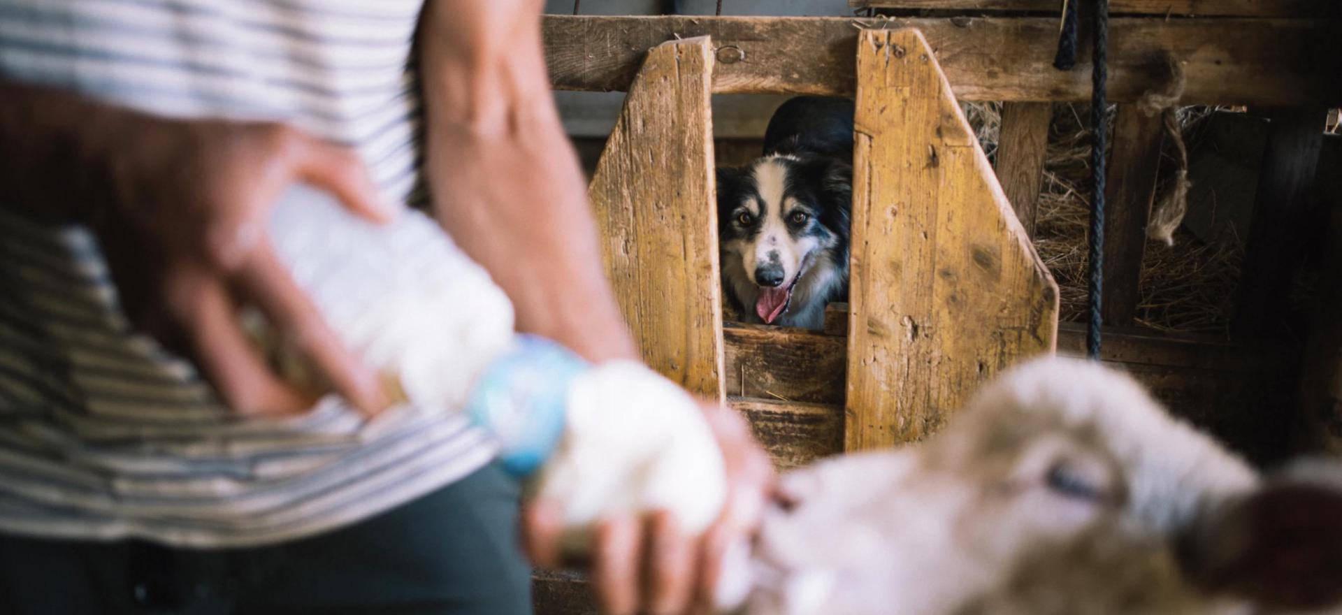 Agriturismo Toscana Piccola fattoria biologica nelle colline toscane